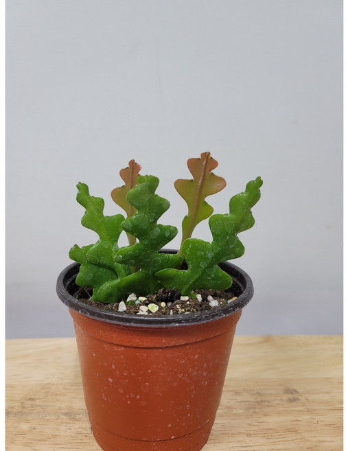 봄봄 피쉬본 다육 공기정화식물, 1개