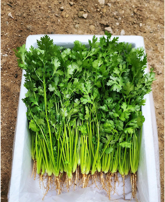 운악의뜰 향채소 고수나물 고수풀, 1박스, 1kg