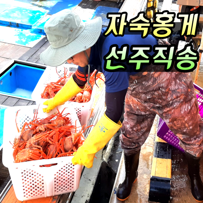 [쿠팡 입점 특가!!] 동해안수산 선주직송 자숙 홍게 초특가 육수용 9 900원, 1개, 육수용 3kg