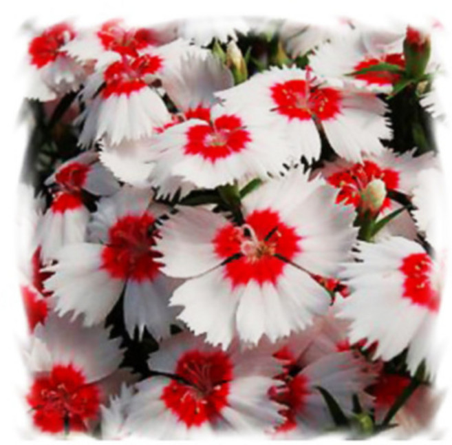 [꽃씨]석죽, 1개