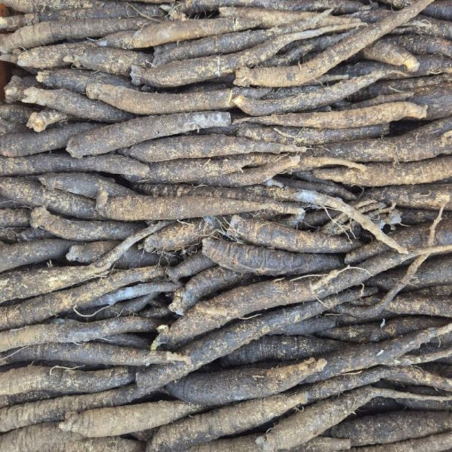 2년근 국내산 금산 더덕 종근 1kg, 1개