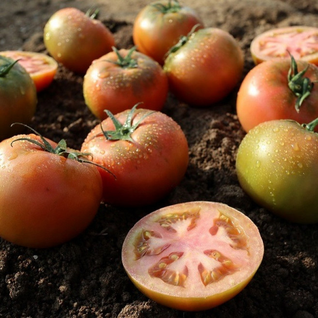 완숙 찰토마토, 1박스, 5kg 소과
