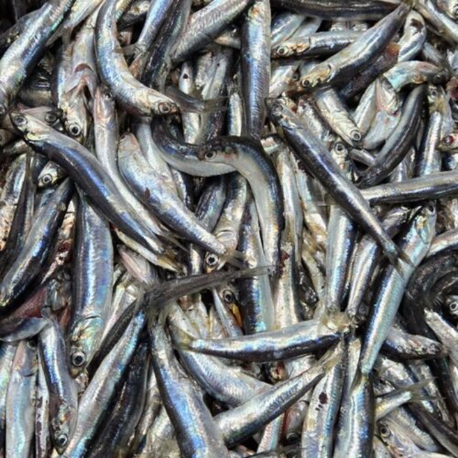 싱싱햇 국내산 횟감 생멸치 급냉 냉동 멸치, 1세트, 1kg, 횟감용 급냉 멸치