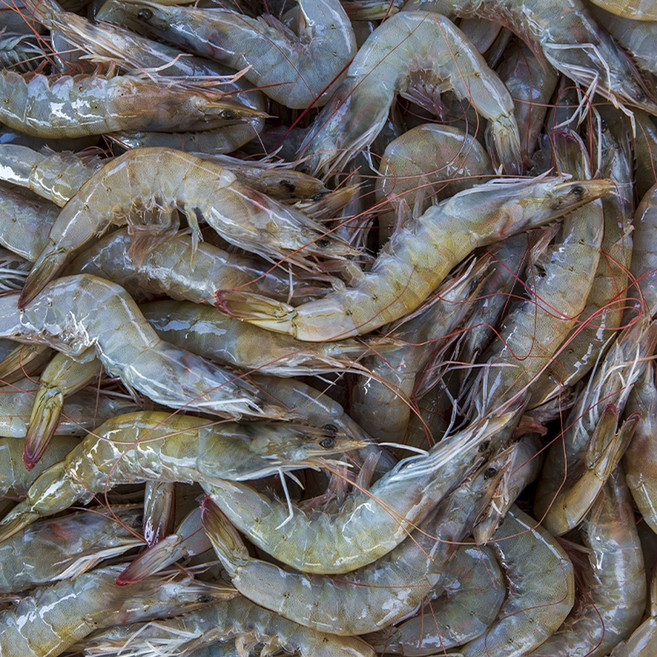 자연순수 국내산 활 흰다리새우 16-18미 특대 사이즈 탱글하고 달콤한 바다의 맛, 1개, 500g