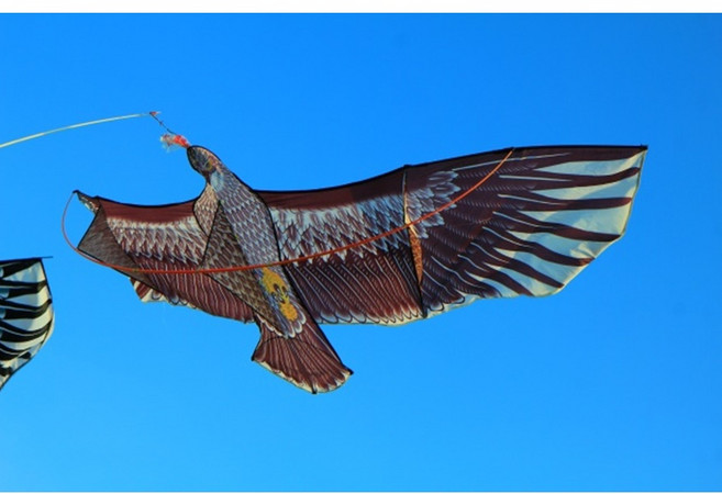 3.3米 老鷹風箏 格子布、樹酯桿與玻璃纖維, 詳見包裝