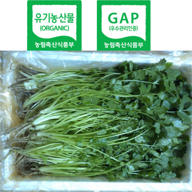 유기농 고수 생잎 200g 400g 500g 당일수확 산지직송 [바오팜], 1박스