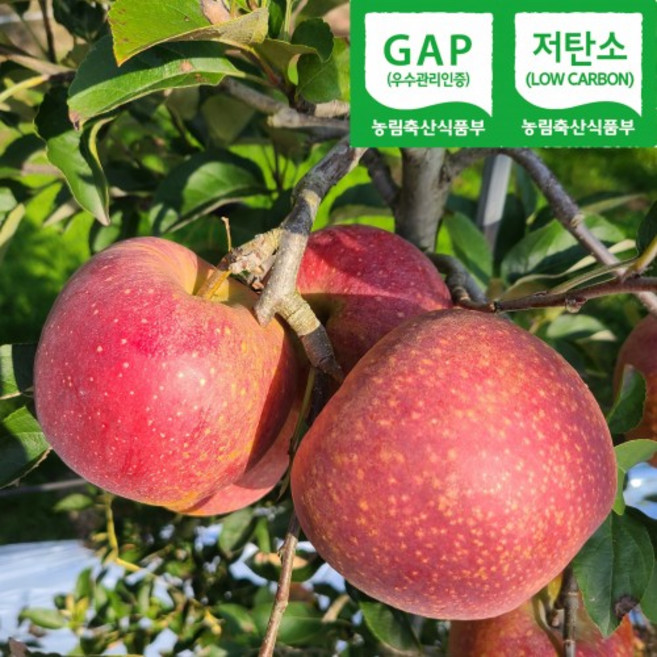 감홍사과10kg 5kg 흠과34~50과 중소과 가정용, 1박스, 감홍사과10kg 흠과34~50과 중소과 가정용