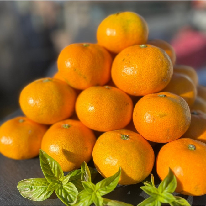 [돌마리상회] 고당도 노지 제주감귤 로얄과 중대과 로얄중과, 1박스, (정품)크기당도선별 타이벡감귤 중대과(2L) 5kg