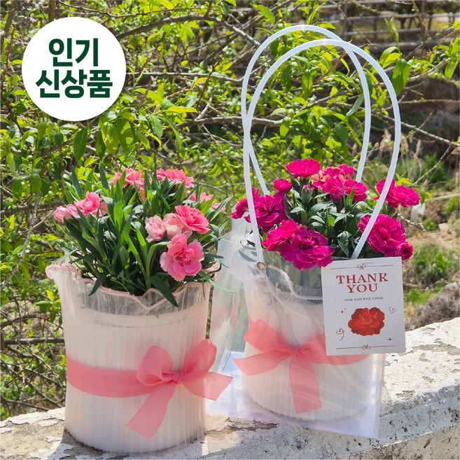 아비가든 카네이션 선물세트 생화 (특상품) 꽃선물 꽃화분 어버이날 스승의날, 1개, 2.프릴(핑크-12cm)