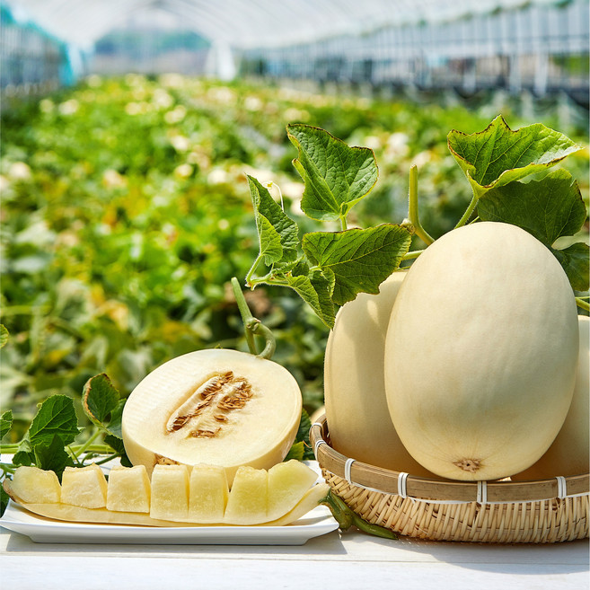 레브 산지직송 국내산 설향메론 백설메론, 1개, 설향 메론 3kg 내외