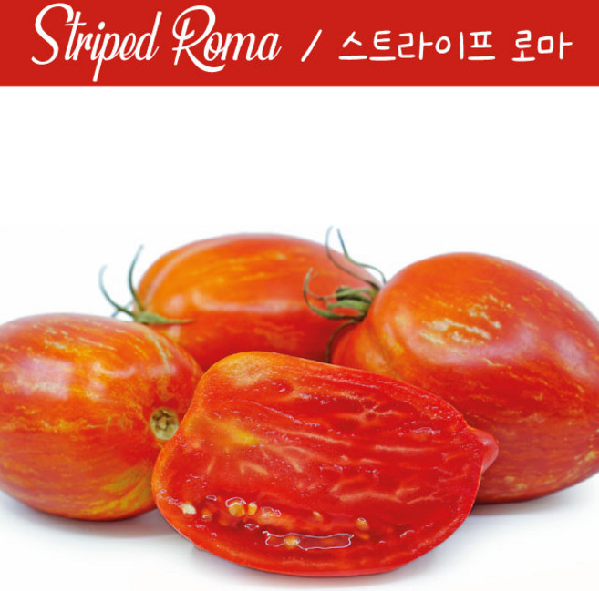 스트라이프 로마 Striped Roma 로마 소스 토마토 희귀토마토 씨앗 교육 체험용, 1개