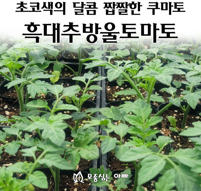 [모종심는아빠] 초코색의 달콤 짭짤한 쿠마토 흑대추방울토마토 모종, 모종, 1개
