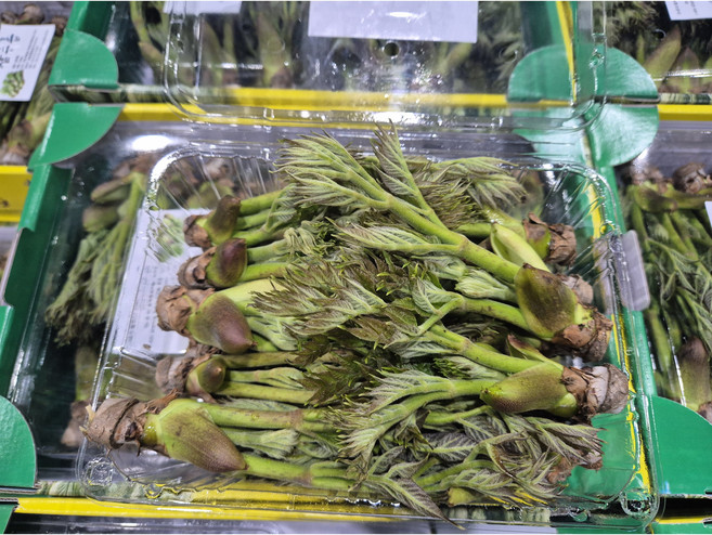 국산 자연산 참두릅 당일경매 길룡이네, 1개, 1kg