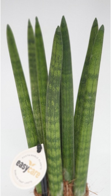 스투키미니 - 공기정화식물 / 인테리어 식물 / 반려식물 - 꽃보러가자, 1개