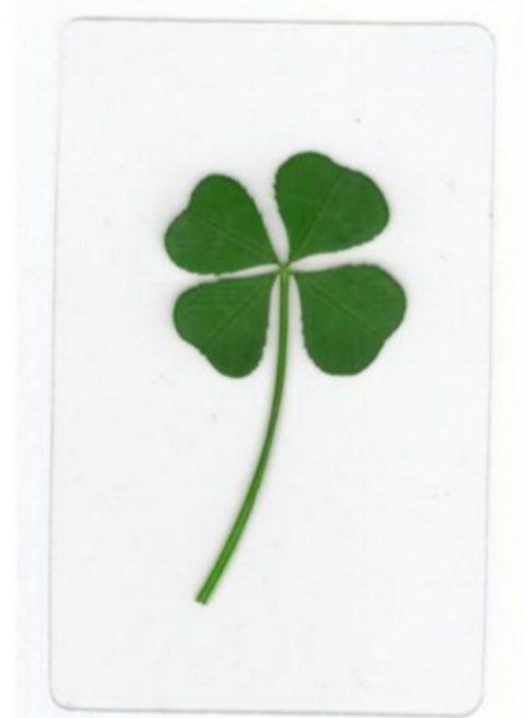 네잎클로버 1세트, 20개입