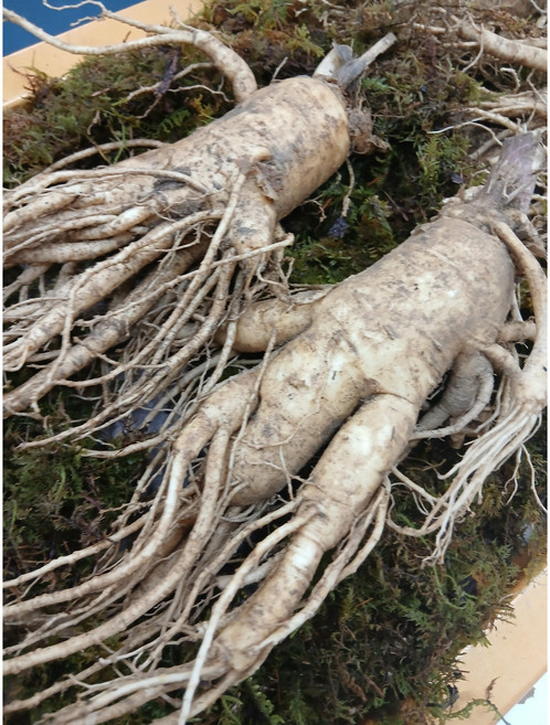 금산인삼 6년근 인삼 1kg 4-7뿌리 큰인삼 선물인삼 원삼, 1개