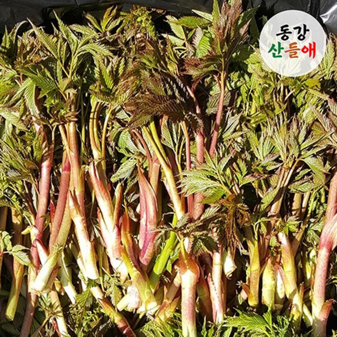 강원도 정선 눈개승마 능개승마 나물 1kg 삼나물 고랭지 산채 나물 승마초 고기나물 산지직송, 2kg, 1개