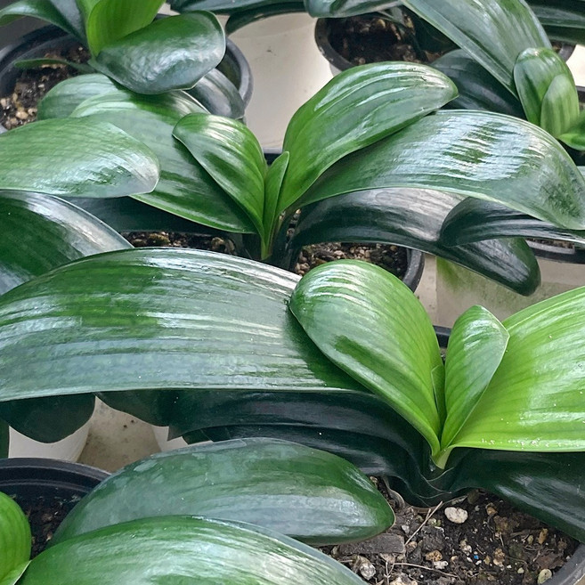 마이플랜트 달마 군자란 식물 모종 소품, 3개