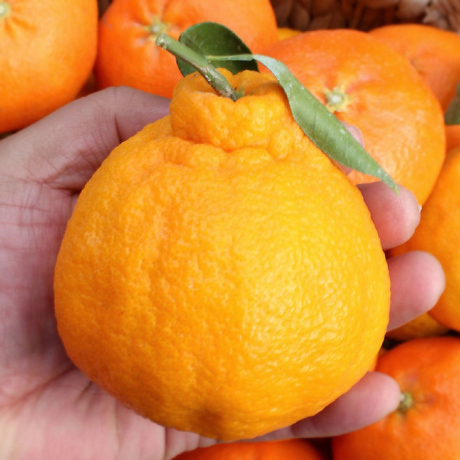 당도선별 고당도 한라봉 산지직송, 1개, 선물세트 3kg (대과) 6-10과