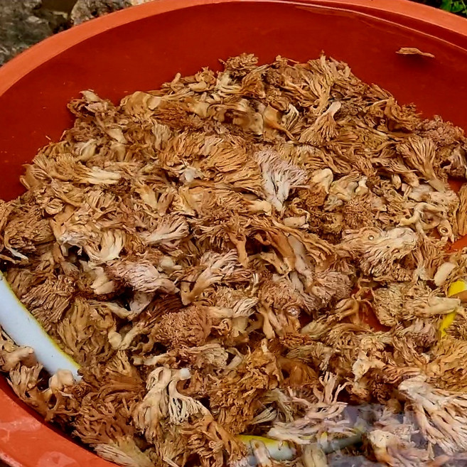 8위 - 26년 염장보라 싸리버섯 경북 영양군에서 채취, 1개, 1kg
