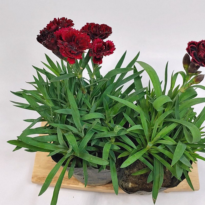 골드씨드 흑심패랭이 4치포트, 1개