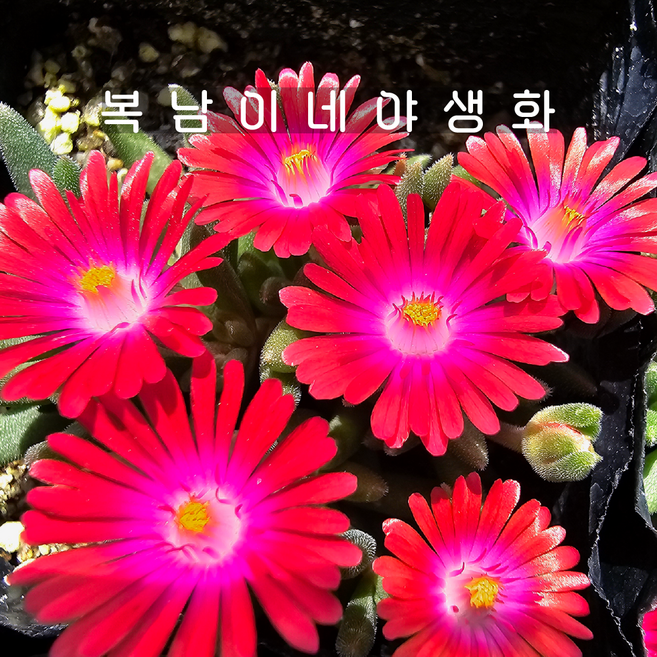 애기송엽국 레드 [4개 복남이네야생화 모종 바위솔 세덤 다육식물 바위솔국], 4개