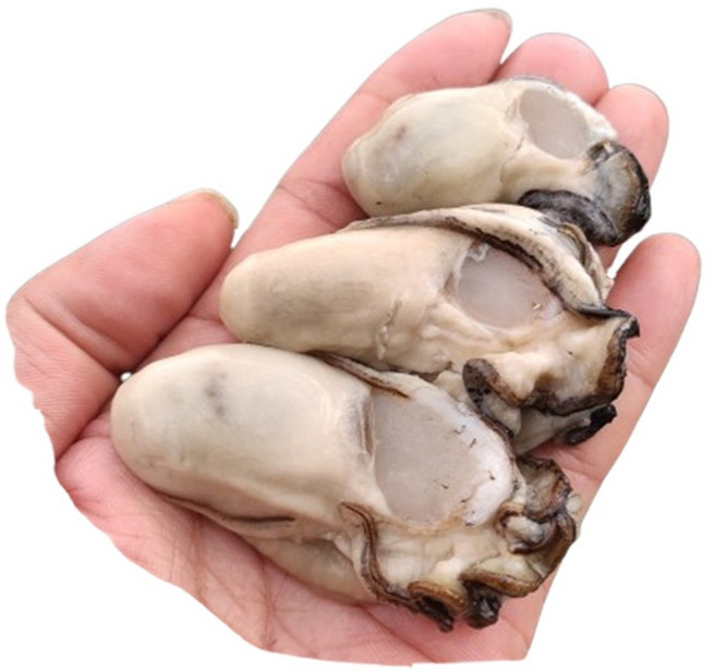 싱싱 냉동굴 생굴 당일출하, 1개, 생굴3kg중굴(4인분)