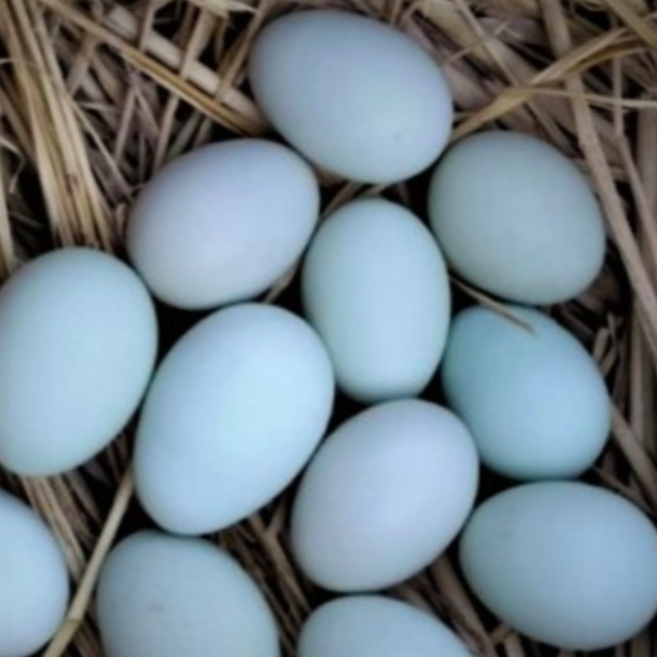 프리미엄 6시내고향 강원도 난각번호 1번 1호 청계 알 종란 계란 청란 청계유정란 청계닭 신선란 자연 방목계란 토종닭 유정란 토종란 달걀 정기배송 30구, 1개