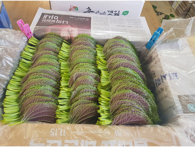 [GAP인증]도레미마켓 밀양깻잎 찹찹이 500g 산지직송 전문농장 당일수확, 1개