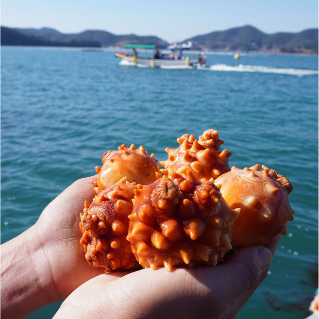 통영 제철 최상급 멍게 활멍게, 1개, 활멍게3kg