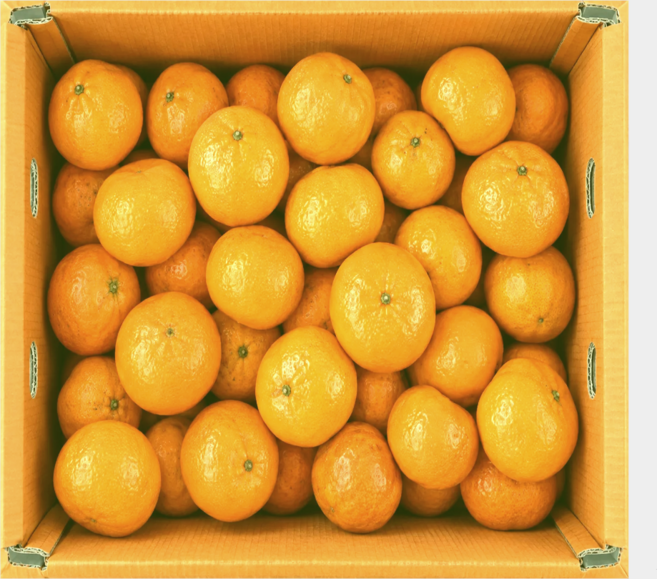 과일골 정성맛담 고당도 귤 제주 감귤, 1박스, 5kg (로얄과)
