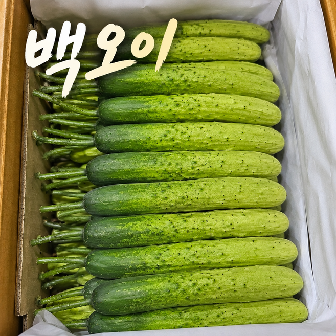 [초특가 할인] 백 오이 백다다기 산지직송 국내산, 1박스, 2kg