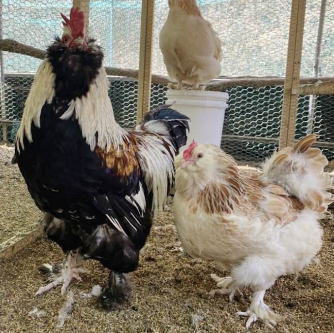 살몬 페버롤 종란 분양 대형닭 부화용 유정란 관상닭 품종닭 병아리 부화용닭알, 10개