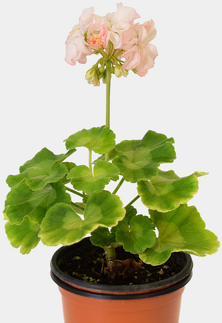 마이플랜트 로즈버드 골드 제라늄 소형 야생화, 1개