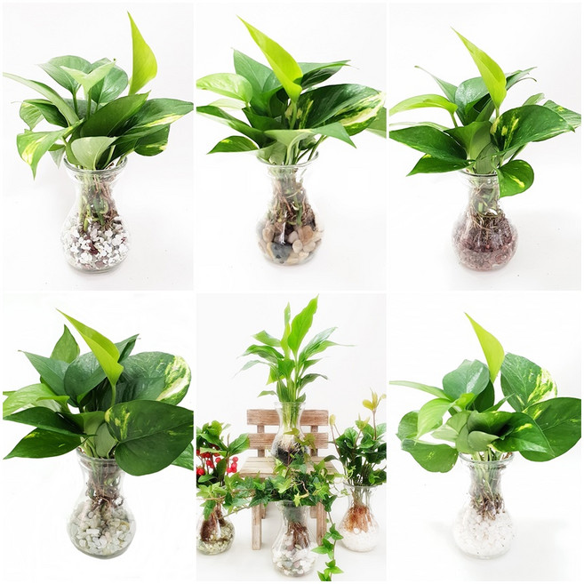 트리앤 1+1 푸딩병 개운죽 / 단지(1개) 아이비식물 테이블야자 천냥금 행운목 산데리아 홍콩야자 수경식물 수경재배, c3. 라인병 스킨답서스(옥돌) 1개, 1개