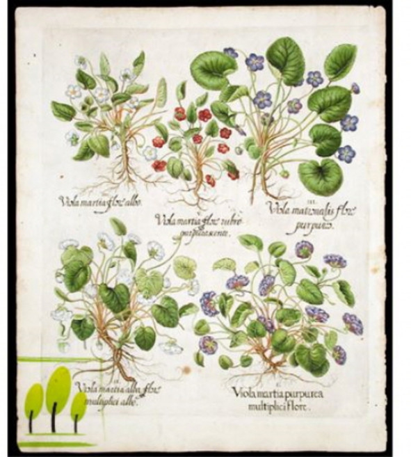 마조람(Marjoram E.O)에센셜오일, 30ml, 1개, 30ml