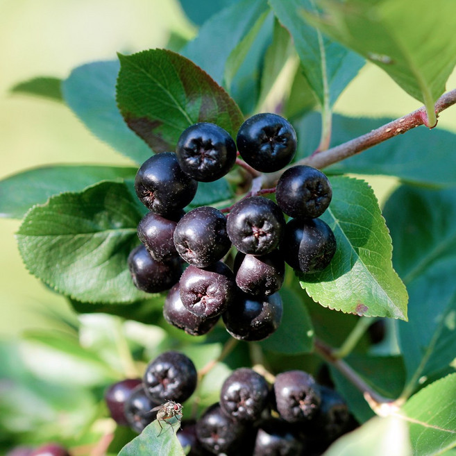 [요리하는남자들] 국내산 고창 급냉 아로니아 줄기제거 생과 과일 열매 특품 최상품, 1박스, 아로니아 최상품 10kg