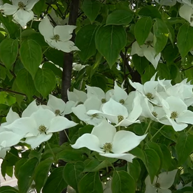 산딸나무 실생5년 개화주, 1개