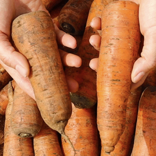 맛의고향 당근 달큰아삭 국내산 실속형, 1박스, 5kg