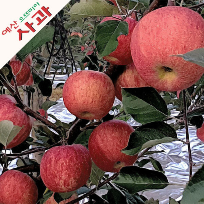 오차드 팜 선물용 제수용 예산 사과 (부사) 5kg 10kg, 1박스, (중과-16~18과)