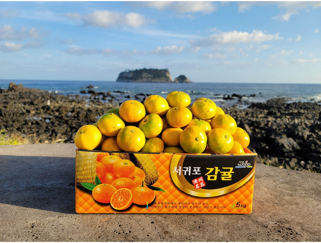 서귀포농원 24년 첫수확 고당도 노지조생감귤 3kg 5kg 10kg, 1개, 고당도 감귤 3kg대과(L-2L)