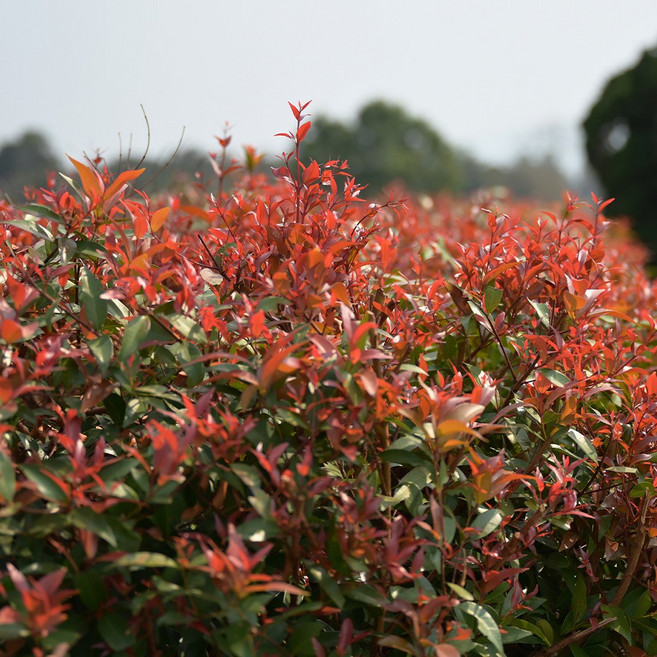[충북농원] 남천 남천나무 묘목 - 2년생포트, 2년생/포트, 1개