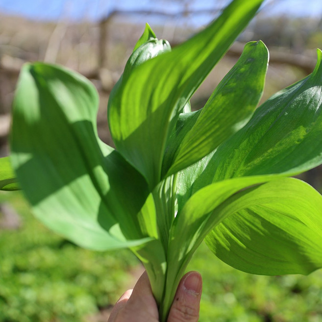 자연산 울릉도 산마늘 명이나물절임 300g 800g, 300g(1개), 1개