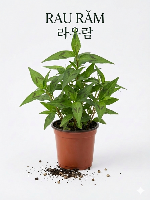 베트남 야채 묘종/ cay rau ram /아시아 농장 송소희, 1개