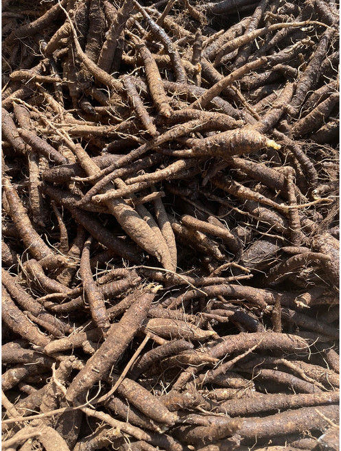 프리미엄 국산 1년산 더덕 종자 2kg (즉시 재배용 뿌리) 씨더덕 약 4평 재배가능, 1개