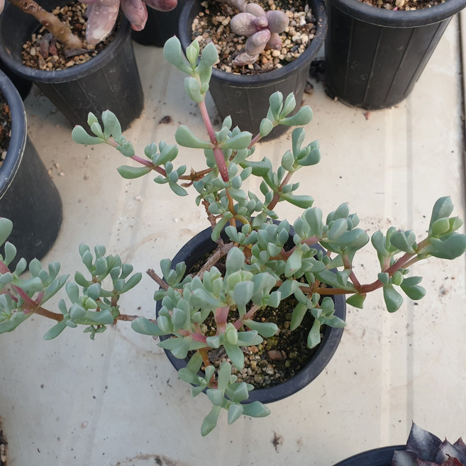 [수암다육] 백봉국 랜덤발송 Oscularia pedunculata 랜덤발송 다육 다육이 다육식물 392, 1개