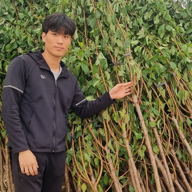 자두살구나무 묘목 플럼코트 티파니 3년 망고자두나무, 꿀살구 3년