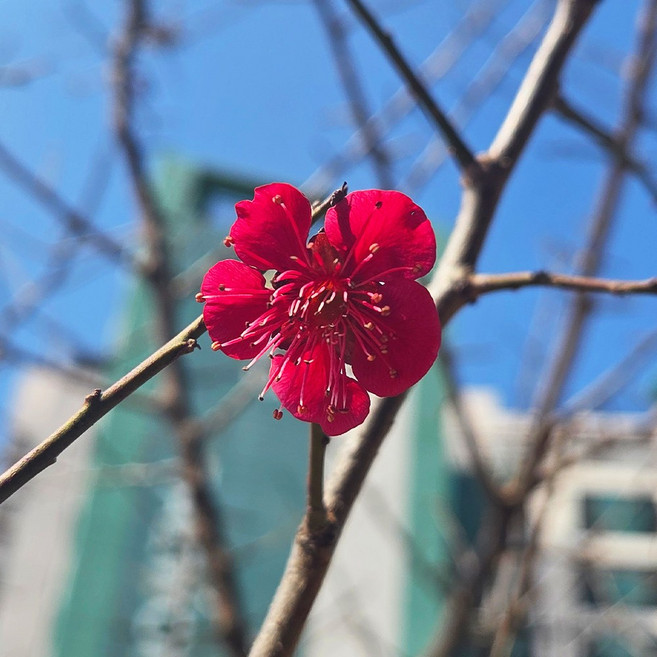 [충북농원] 설중매 홍천조 매화나무 분묘, R3/분, 1개