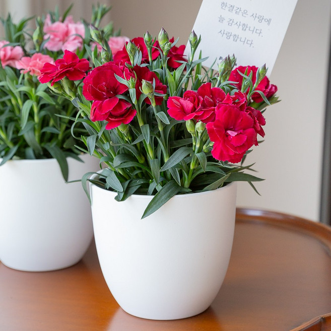 피플랜트 어버이날 향기 카네이션 화분세트 생화 카네이션 꽃다발 꽃바구니 스승의날 선물, 1개, 핑크 향카네이션 + 데일리화분 + 감사카드