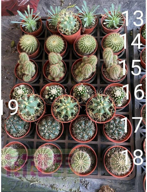 多肉植物盆栽：笹蟹丸、黃小町、鮮麗丸、金虎石化、緋花玉、黃賞丸、王冠龍，每盆50元, 1個, 品種,13 笹蟹丸